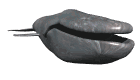 Ballena