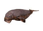 Gif de ballena