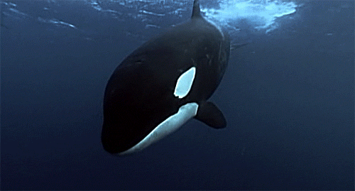 ballena