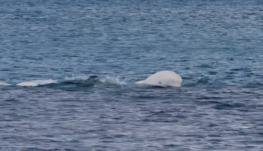Лоб дельфина. Белуха в белом море. Стая белух. Белухи во Владивостоке. Белуха анимация.