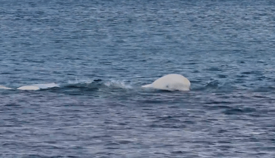 ballena blanca