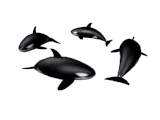 Ballenas