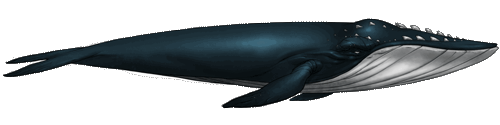 gif de ballena