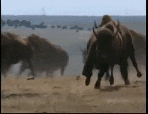 gif de bufalos corriendo