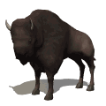 bufalo