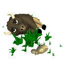 bisonte