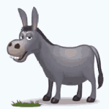 burro