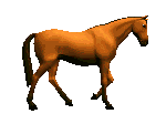 Gif de caballo