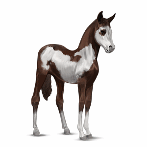 caballo