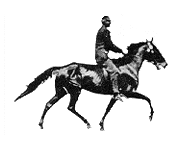 caballo negro