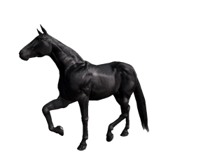caballo