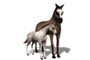 caballo