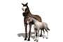 caballo