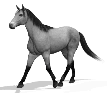 caballo