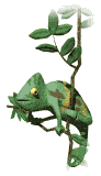 camaleon