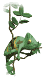 gif de camaleon