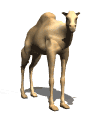 camello