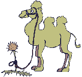 camello