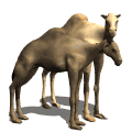 camellos