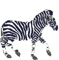 gif de cebra