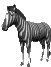 cebra