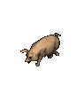 cerdito