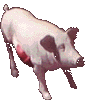 gif de cerdo