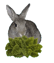conejo animado