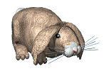 conejo