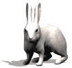 gif conejo