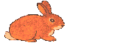 conejos
