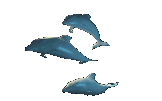 delfines