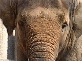 elefante