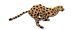 felino