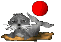 foca animada