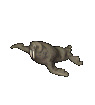 gif foca