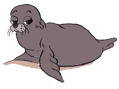 foca circo