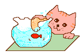 gif de gato