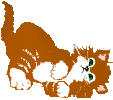 gif de gato