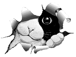 gif gato