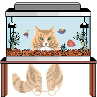 gato pecera