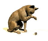 gato