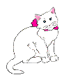 gato