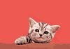 gato