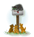 gato animado