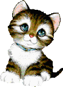 gato animado