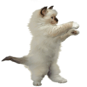 gif de gato