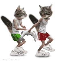gatos