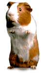 gif hamster