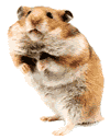 hamster